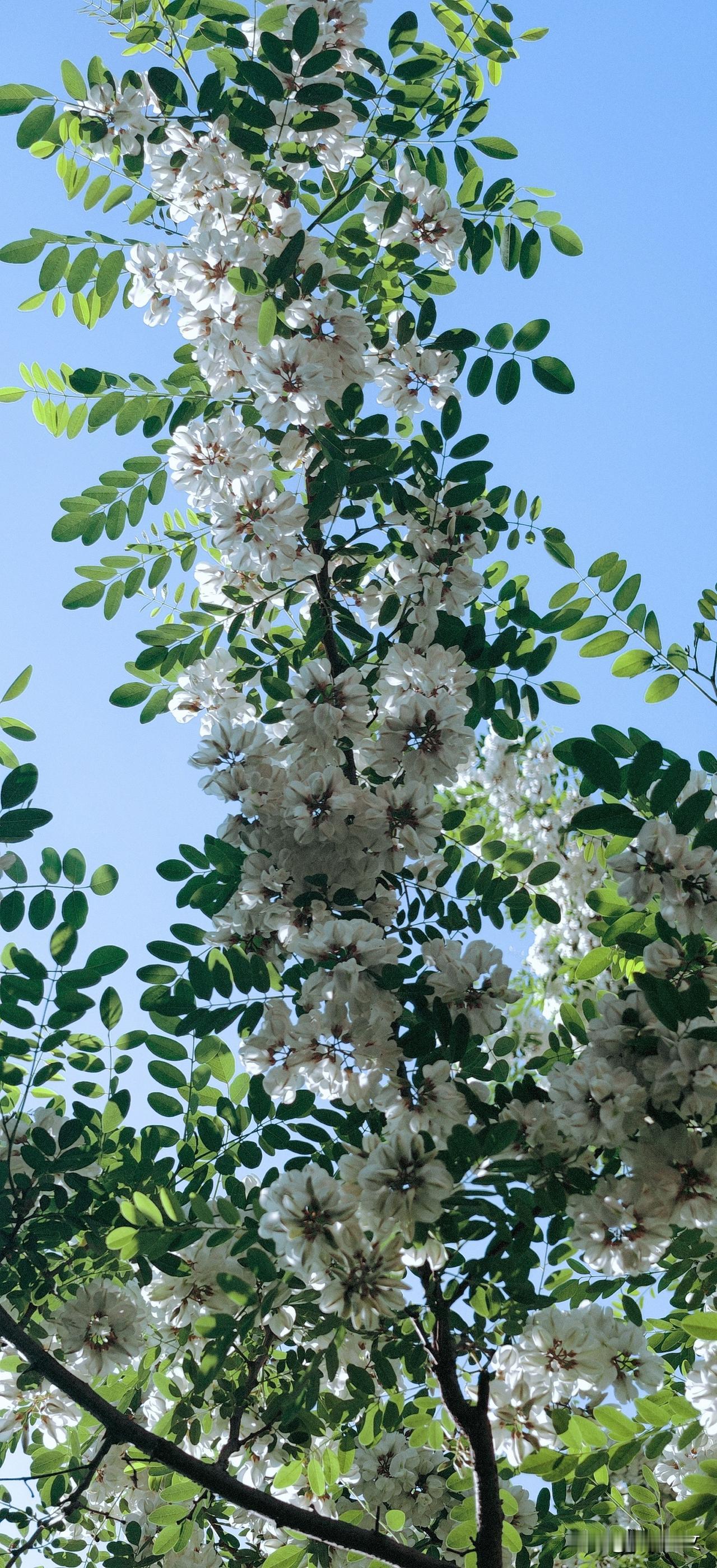 《七律·刺槐花》
翠羽千重掩素鸾，垂垂珠玉碧云端。
香浮石径风初暖，影落苔阶雨未