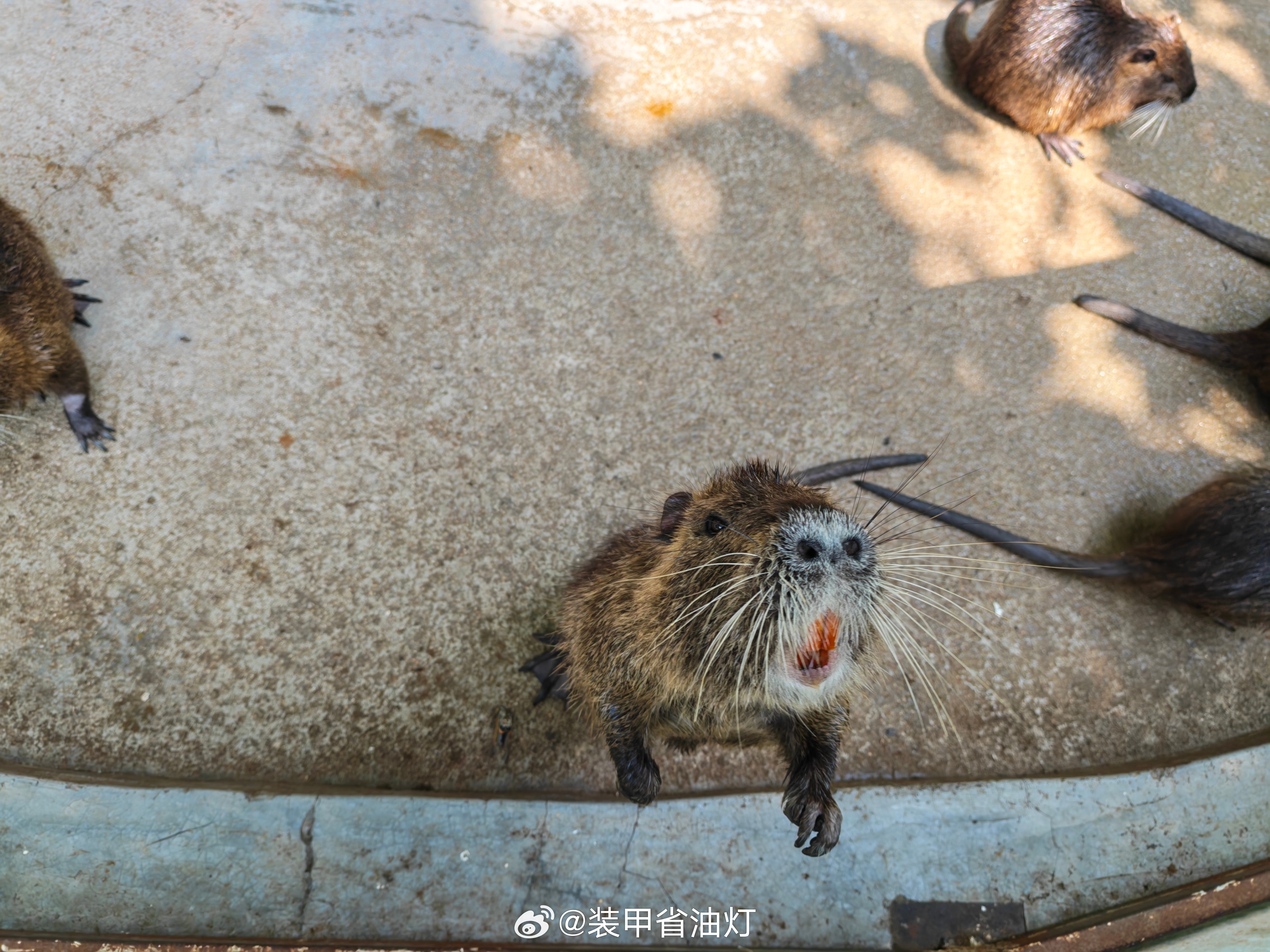 卡皮巴拉？ ​​​