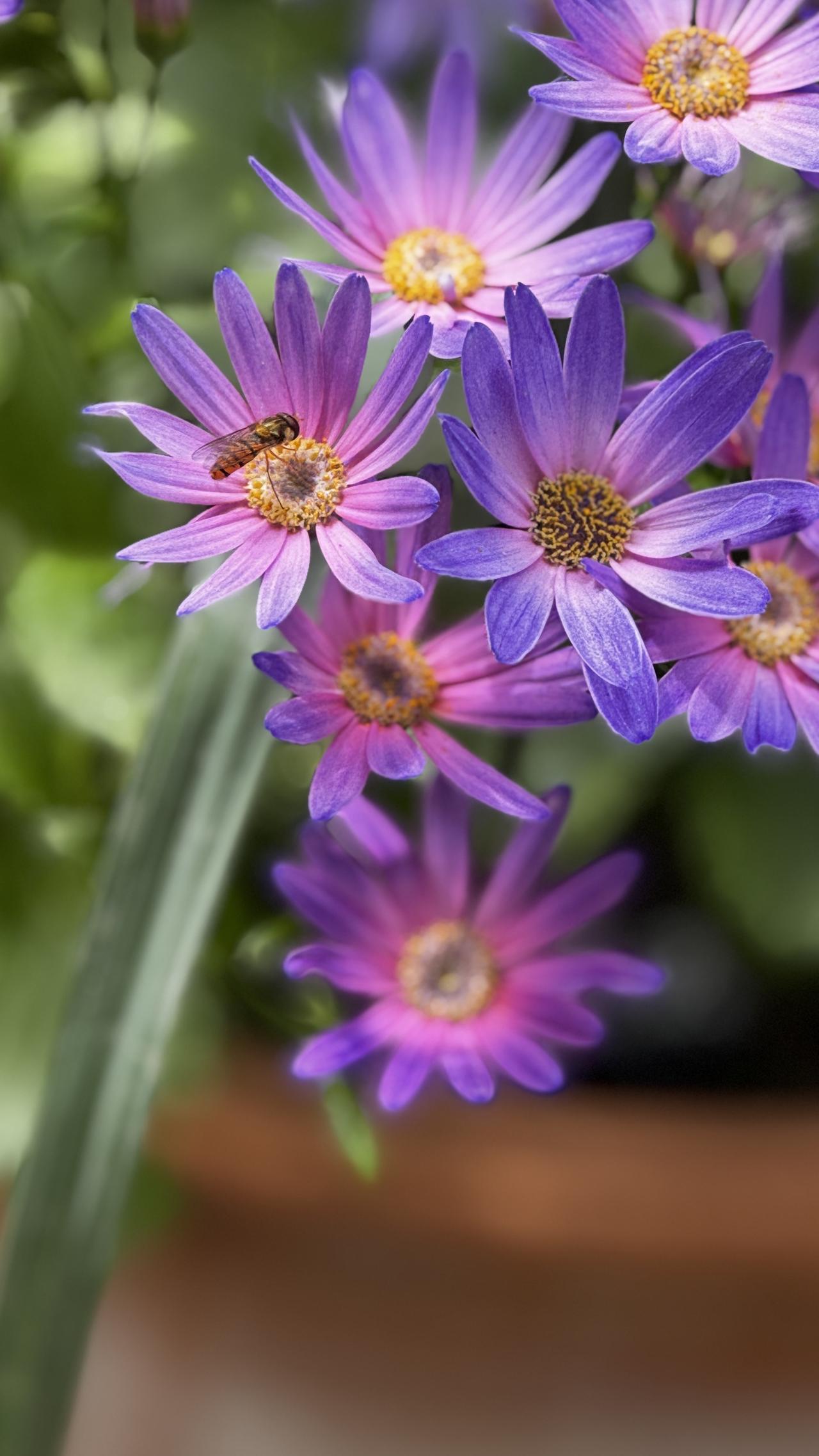 10分钟前刚拍下的瓜叶菊，花瓣是紫粉色渐变，花型虽不算惊艳，却恰好捕捉到停在花蕊