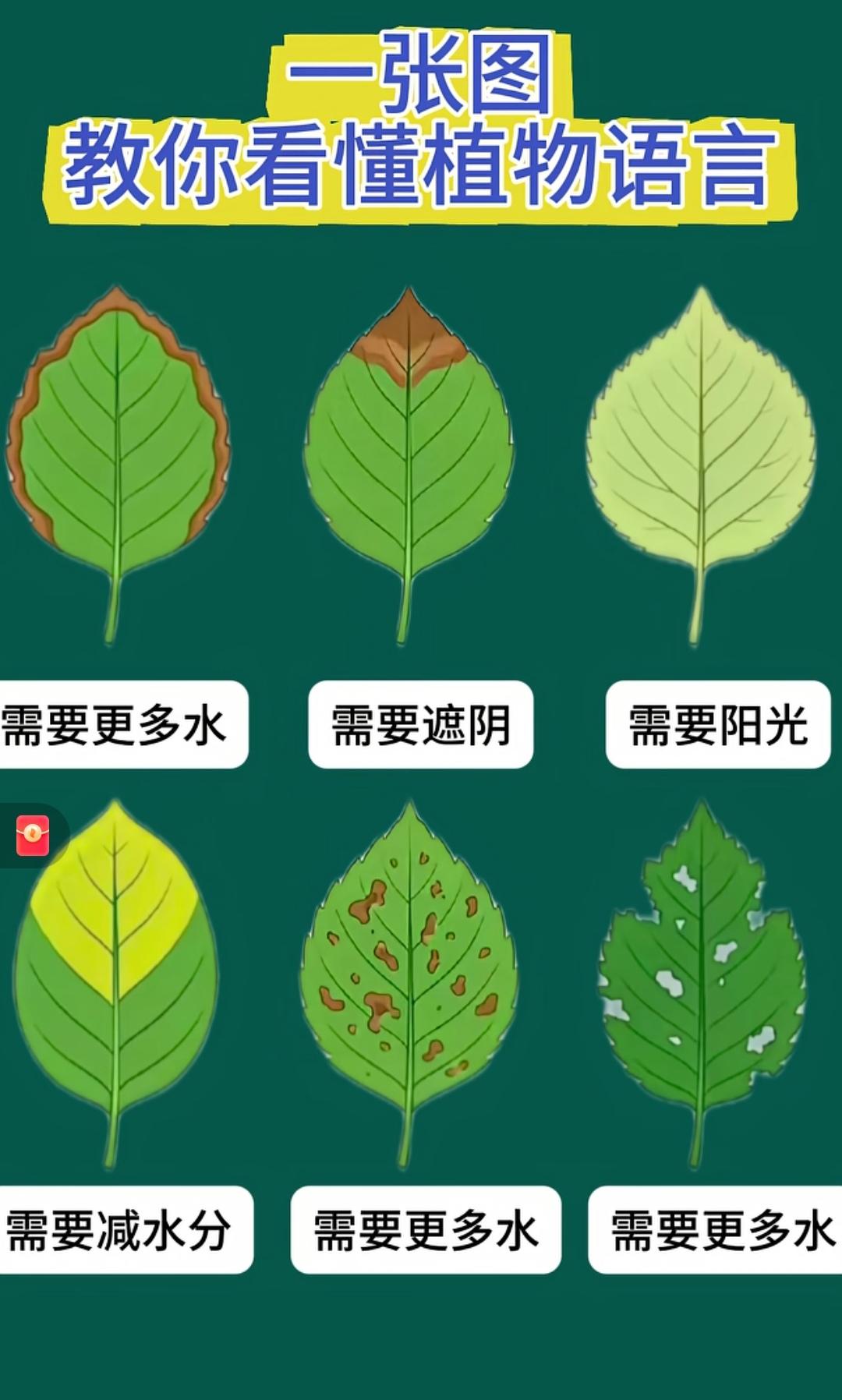 望闻问切，凭什么靠一片叶子就能知道植物的一生？
  植物叶片形态变化由细胞渗透压