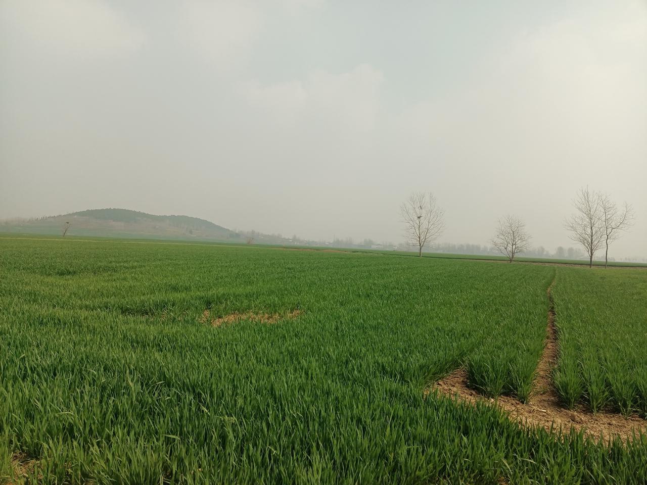 而今小麦及油菜长势喜人，农民的脸上有了些笑容，真的是让人想不到啊！
农民期盼收麦