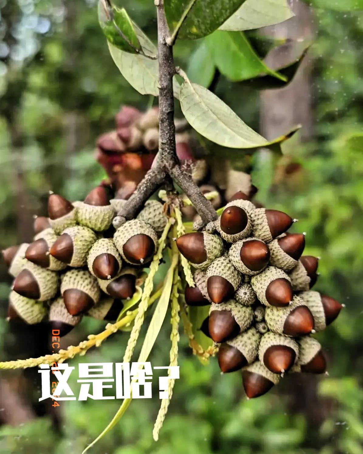 这一看像板栗🌰果呢，但仔细看又不像，有尖尖的头，还有一个东西包裹着果子？越看越