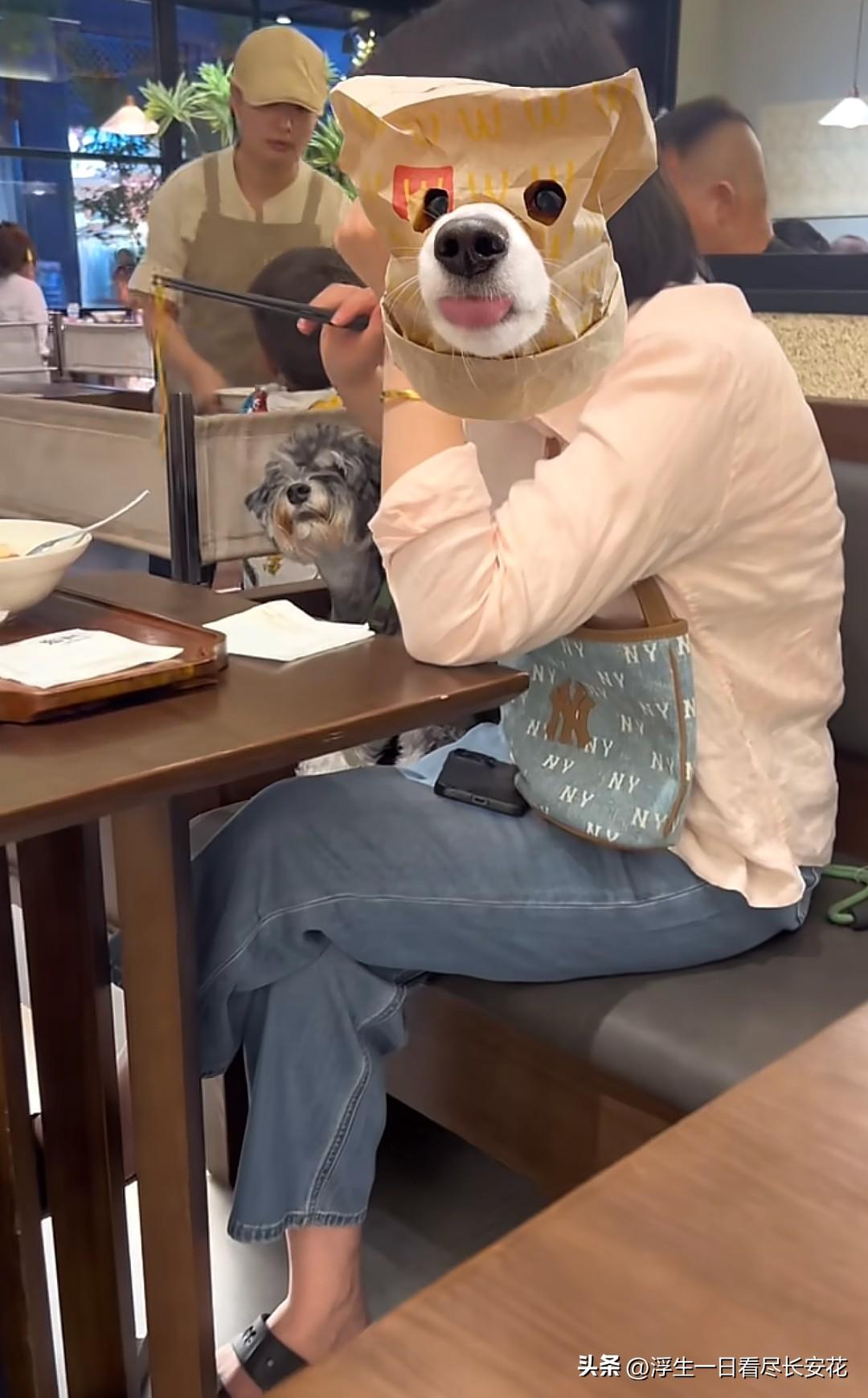 狗上桌，这次轮到河南郑州星姨糖水（毫都新象·锦绣雅宋店）了！又是这种小型犬，又是