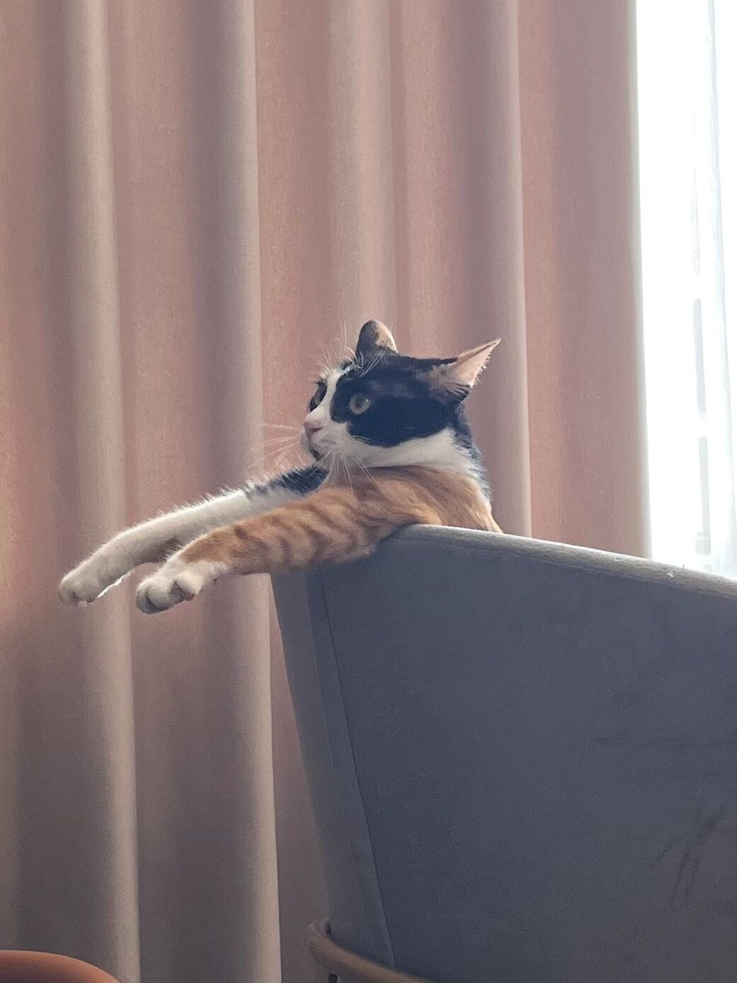 小猫怎么长得乱七八糟的[收到] ​​​