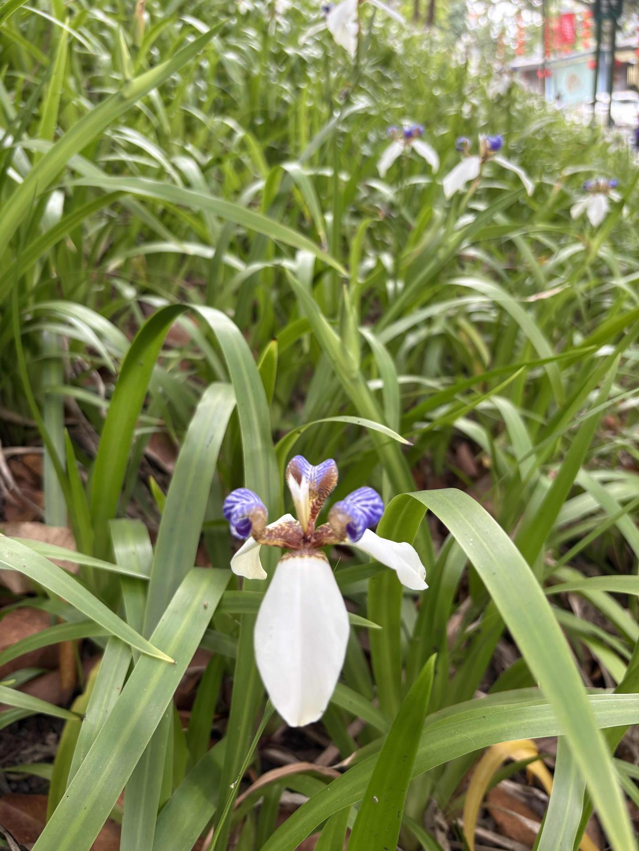 麓湖公园，广州市中心的氧吧

在广州市中心的位置，有这样一个广州本地人喜欢来的地