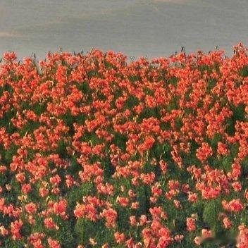 虽然已经是百花儿开，路边的野花你不要采 