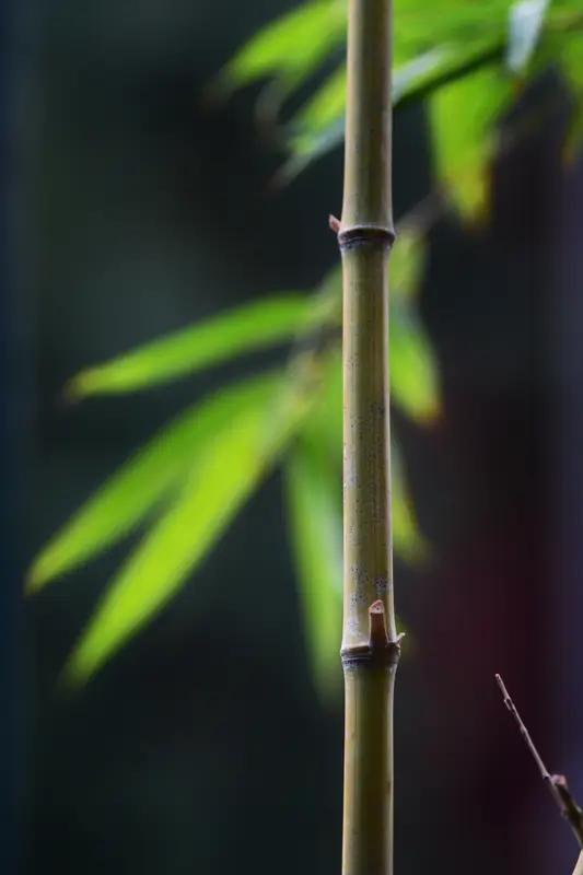 AI妙生图风摇窗外竹。