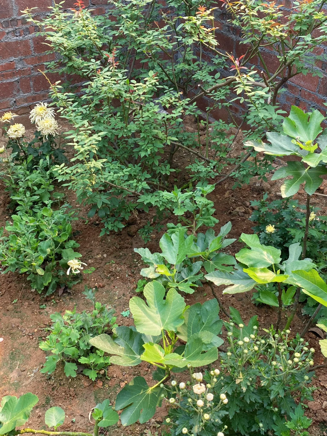 想念我的花....我的植物 🌳