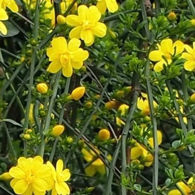 1100种植文案 迎春花的种植方法一、土壤迎春花对土壤的要求不是很高，选择轻壤土