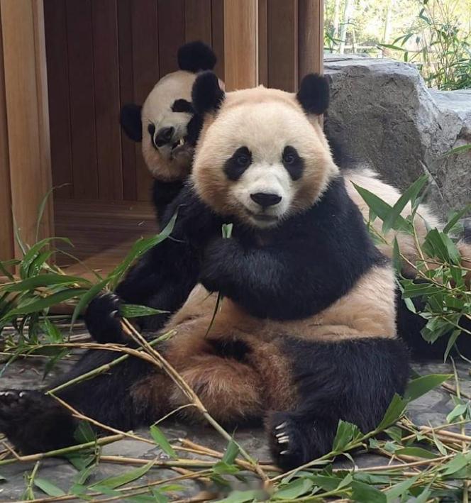 辉宝😎：你们都没有姐姐吗？我睿宝姐姐超级好呢 