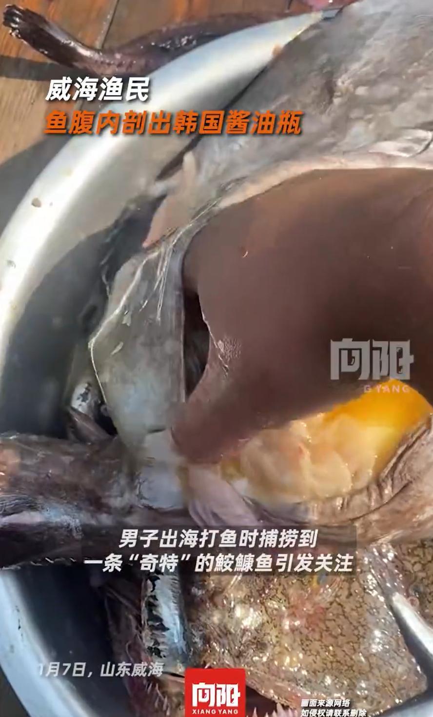 山东威海，一男子出海打鱼时捕捞到一条“奇特”的鮟鱇鱼，之所以奇特，是因为鱼的肚子