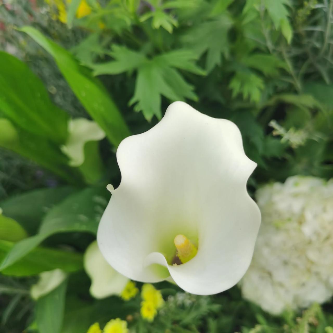分享相册里最美的花