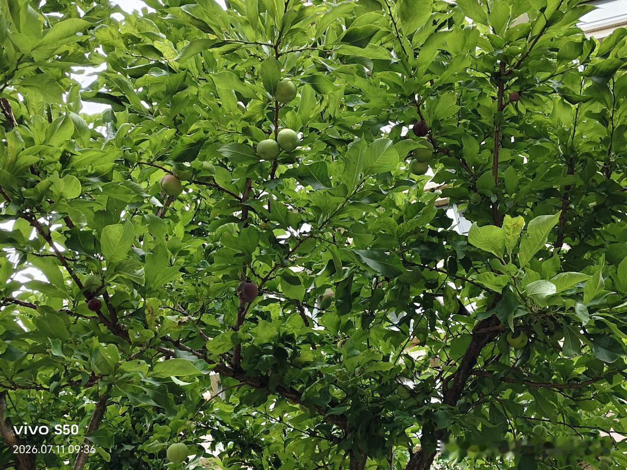 分享一张最近随手拍的照片今夏雨水太充沛了！小区的绿植长得葱茏繁茂。祈盼入伏后不要
