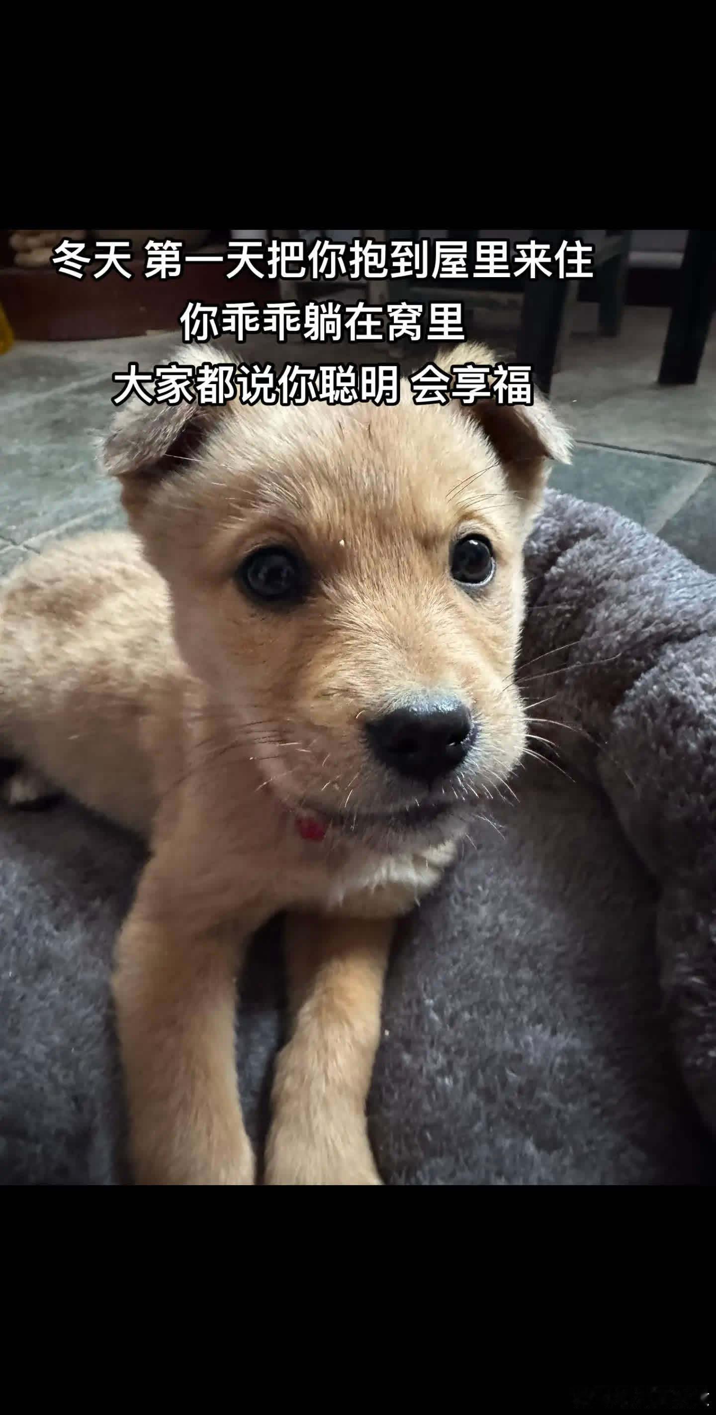 你什么都没说要 我们都给 并夸你好乖萌宠宠物
