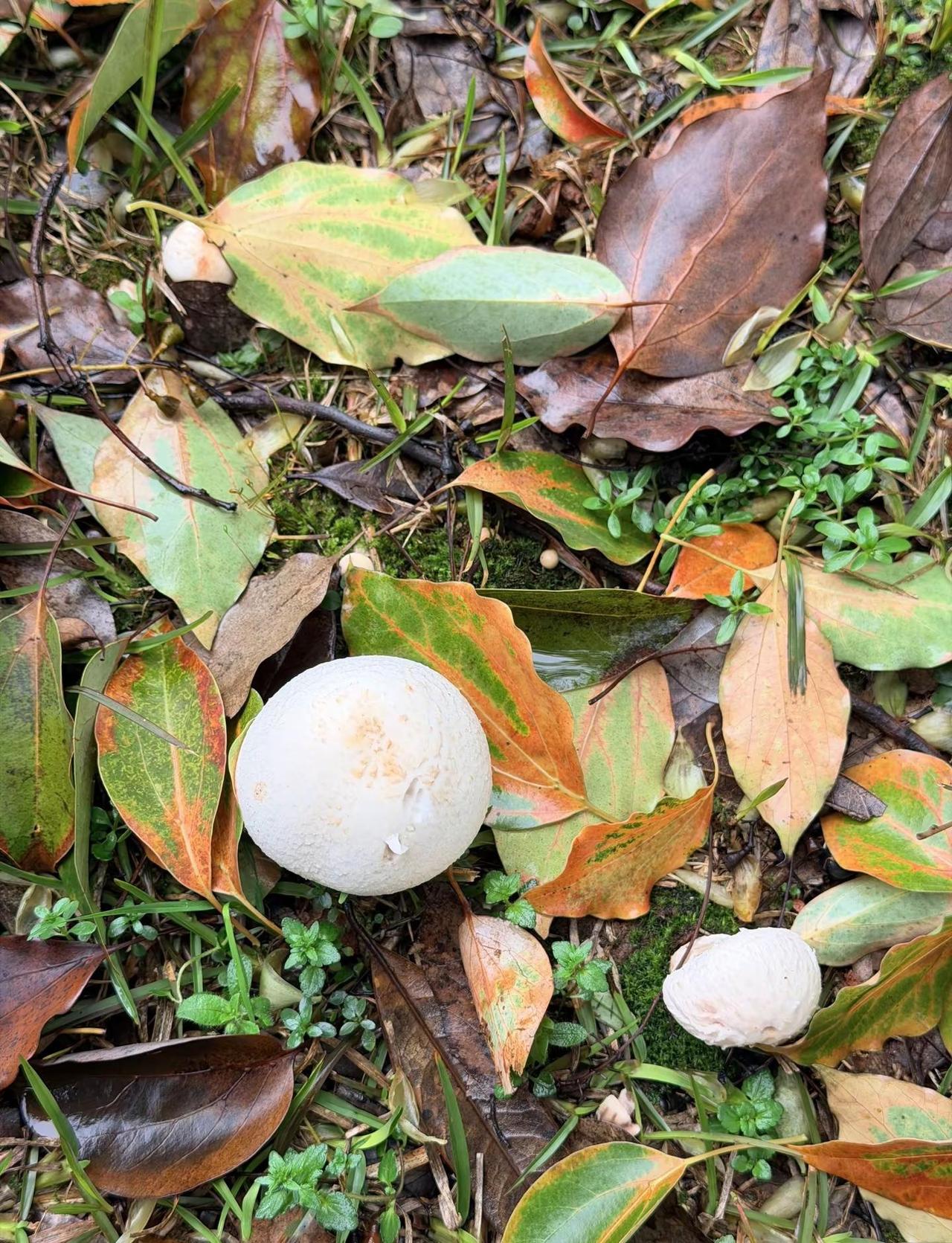 满地都要长蘑菇了吧哈哈哈哈哈真服了，下雨下雨下雨不停地下雨🌧️下雨天 长沙天气