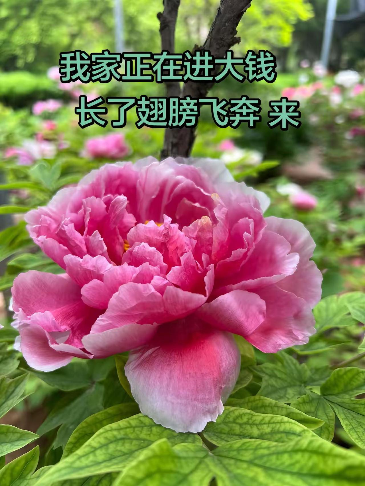 好看的花不能独赏