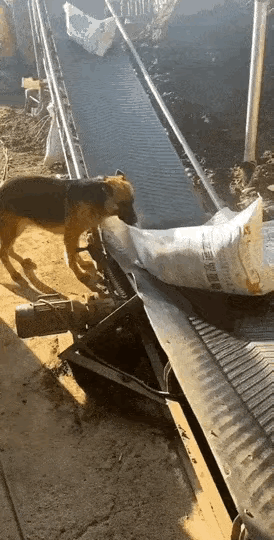 1：原来老板没有说错，原来真的“狗都可以做”。
2：目标明确，改造的非常成功。