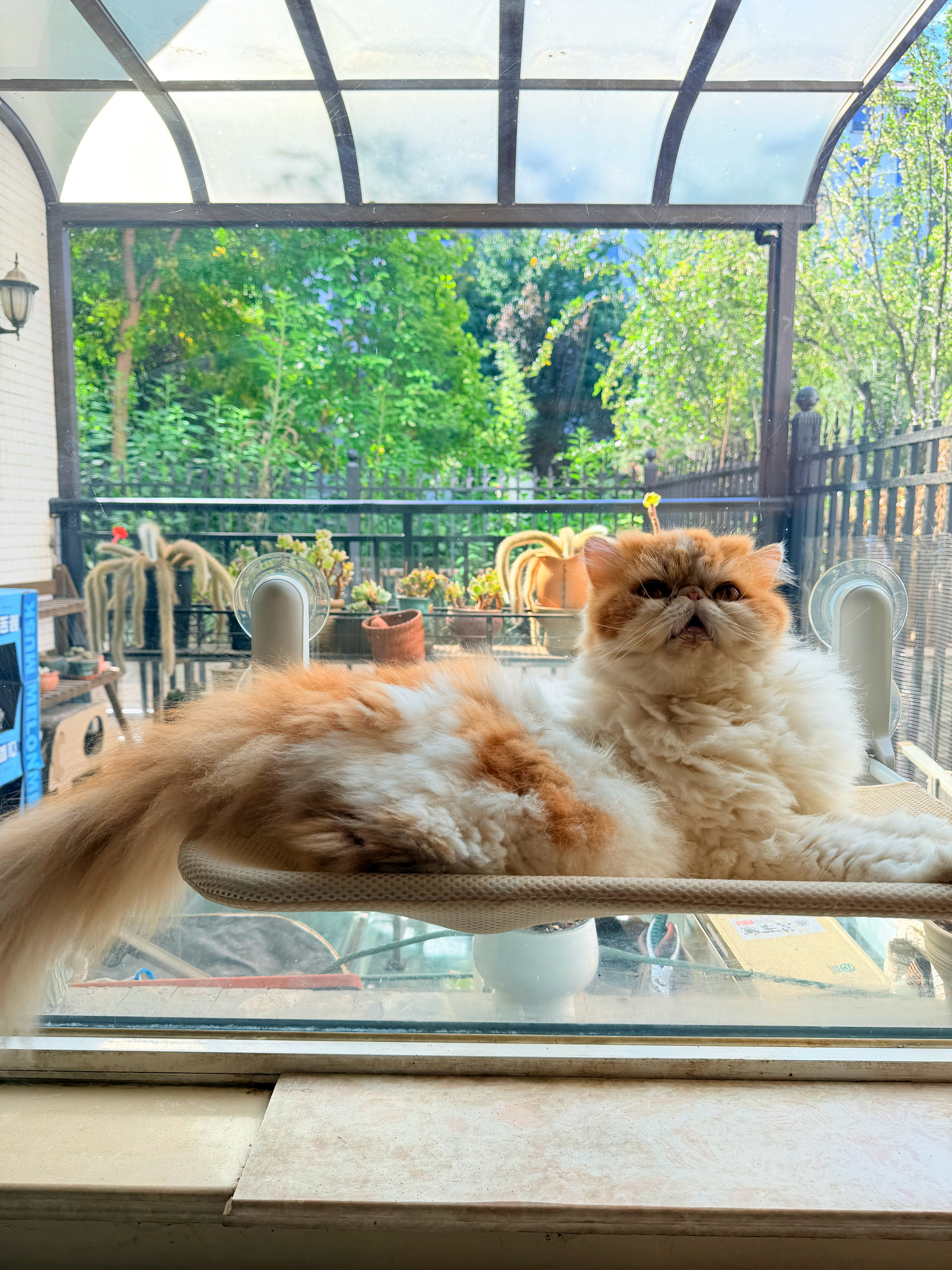 呆子总喜欢在猫爷爷房间呆着，给它安了个吊床[嘻嘻]以后就可以趟上面晒太阳了[太阳