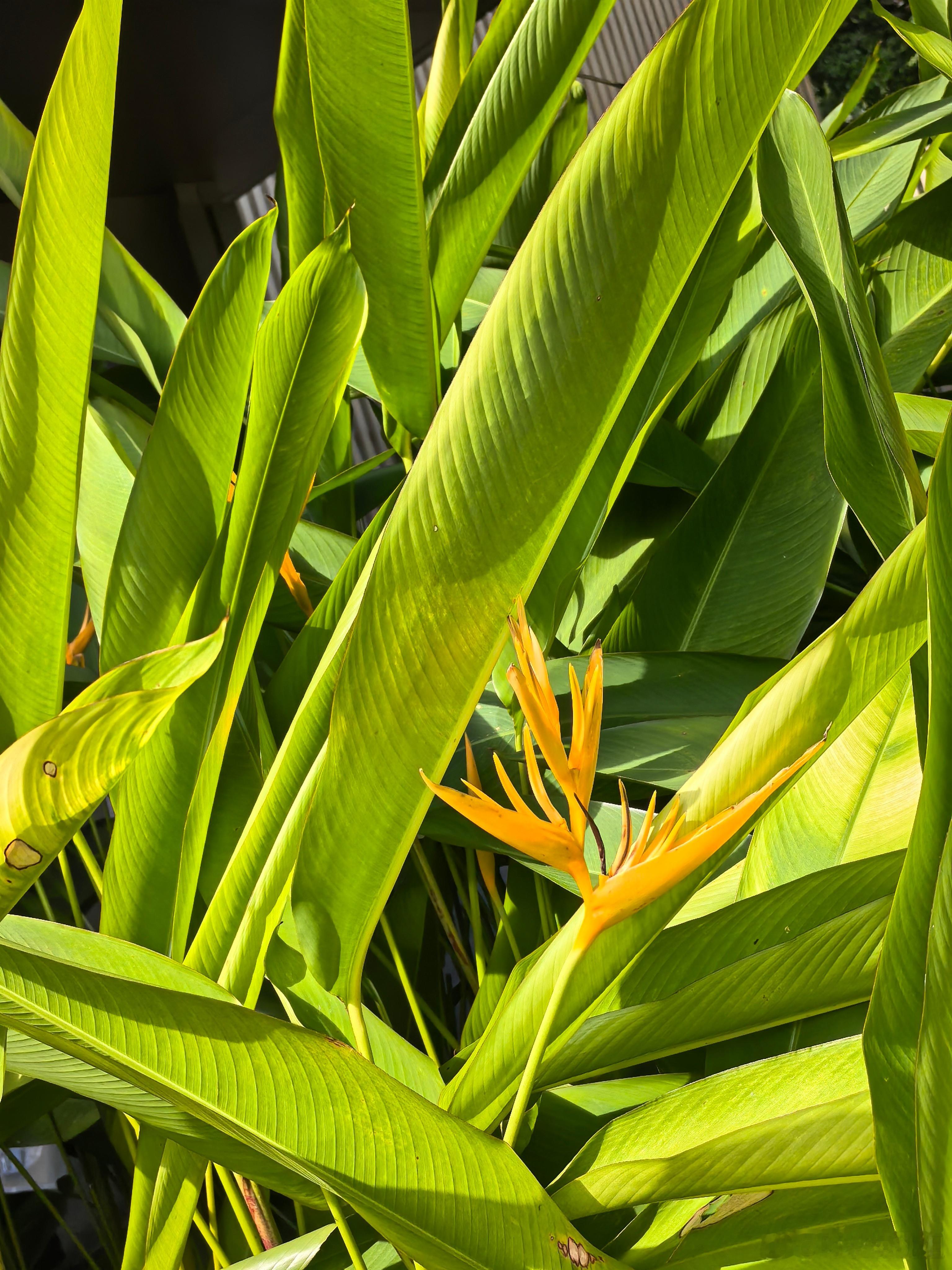 李大霄就是胡说八道，什么中国股市或步入独行牛：在美股大跌拖累全球股市的情况下，A