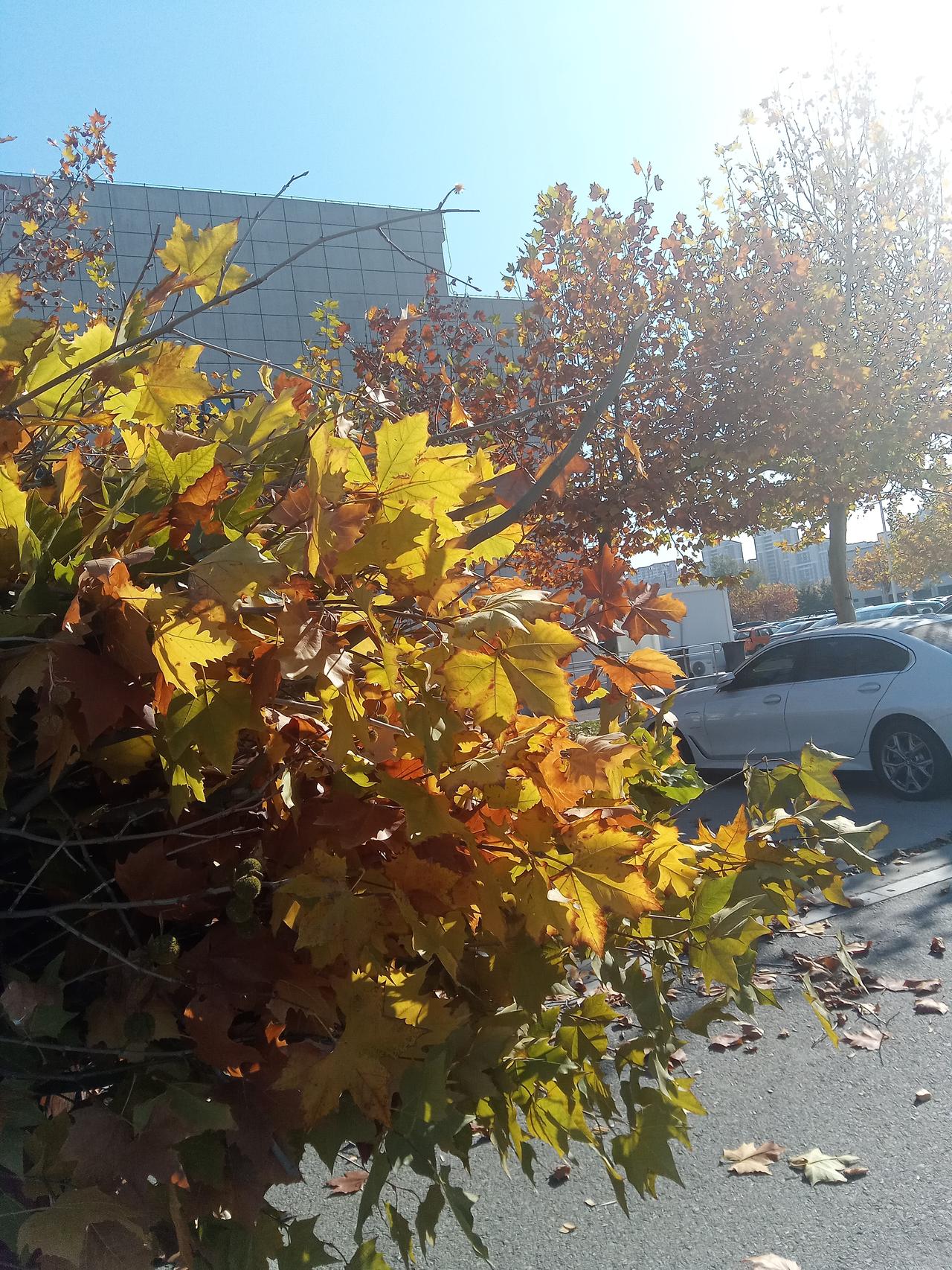 伺候老人，现在感觉自己的健康也下台阶了，有状况了。
大概有十几天了，出现如下情况