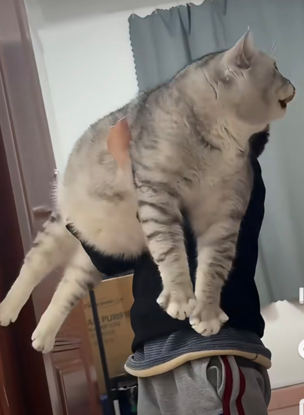 猫挺好的就是人买小了超级大卡车，这猫崽崽有点废人啊 