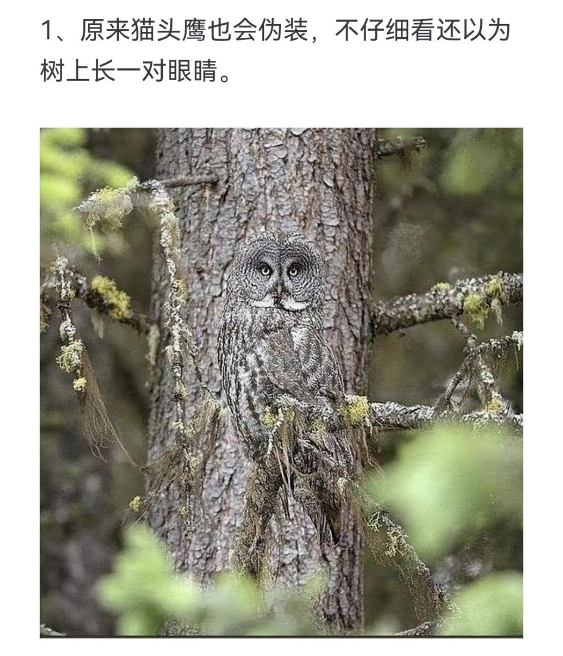 原来猫头鹰也会伪装，不仔细看还以为树上长一对眼睛。