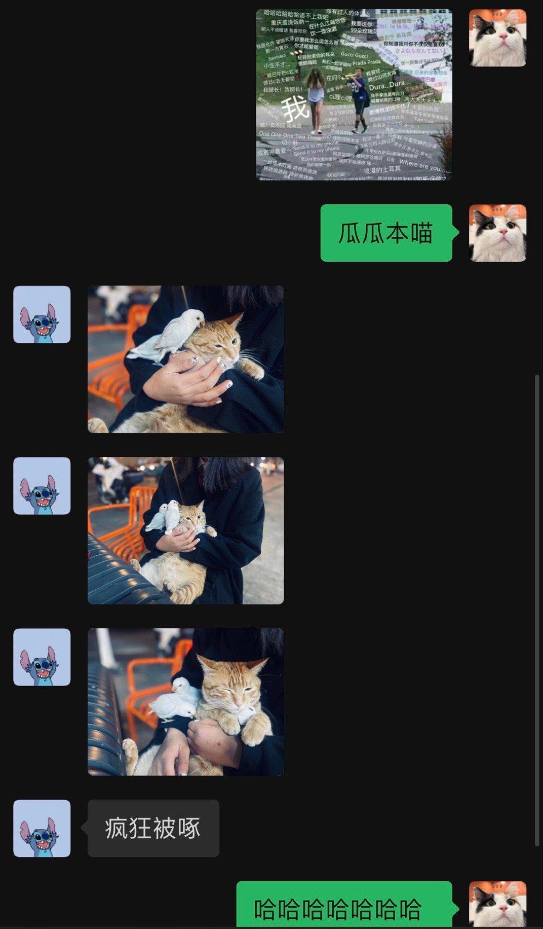 哈哈哈。真实  #猫嫌小鸟吵主人嫌猫吵#我的小鸟跟它同窝的兄弟（也有可能是姐妹）