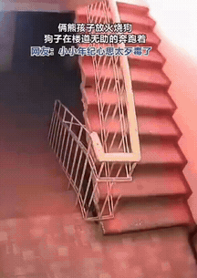 这团火，烧得让人心里不是滋味。

视频中，两个未成年人在楼道放火烧狗，随后逃之夭