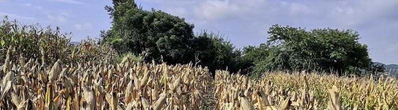 残疾人能做到自尊自爱自强自我发展就不会有人说三道四了。总拿残疾获取同情和利益，一