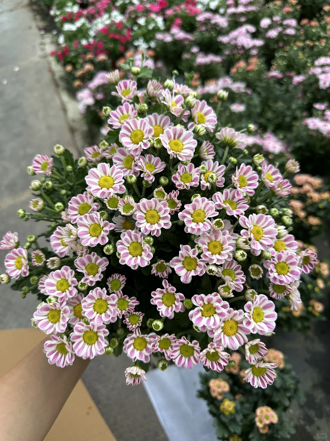 条纹小菊