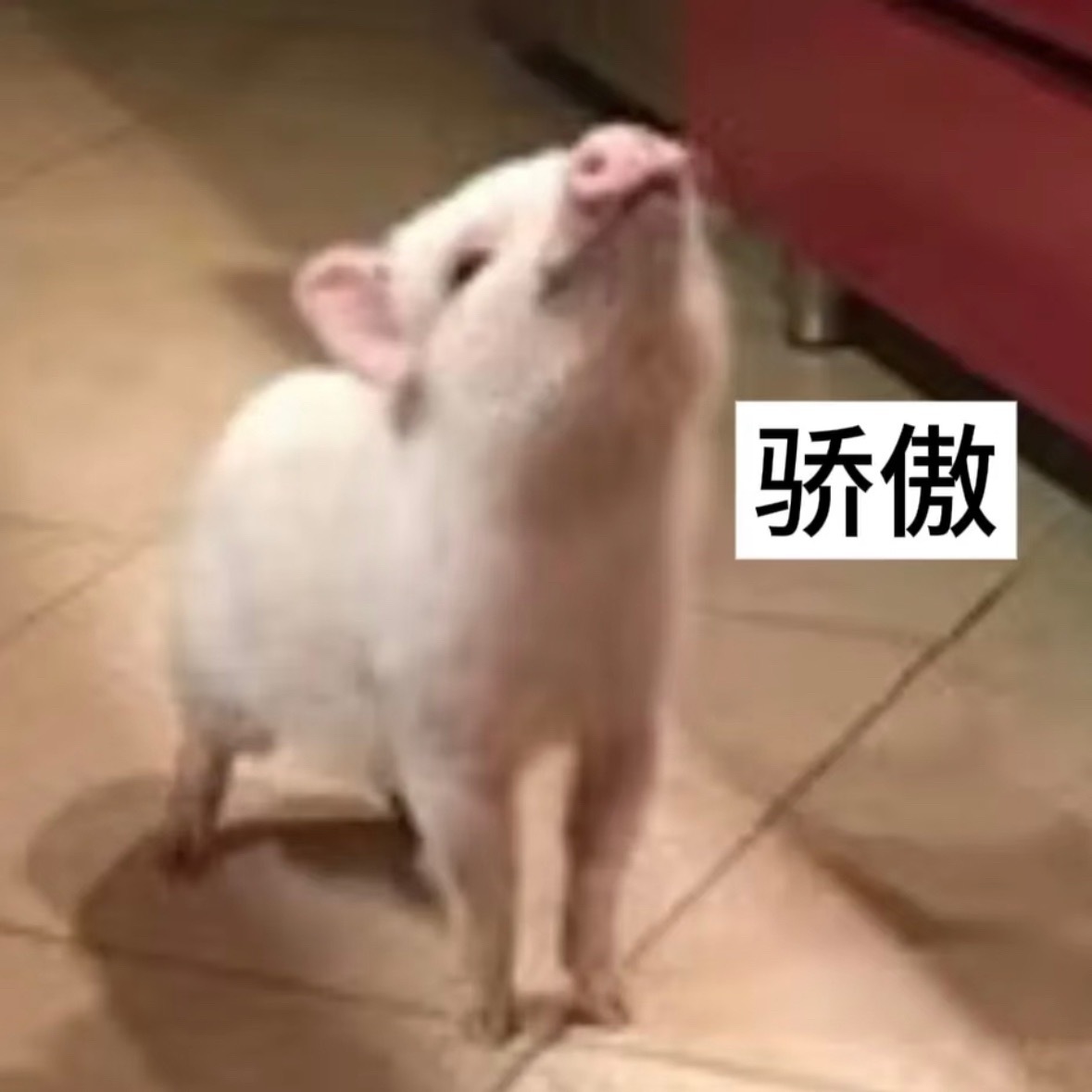 年纪大了越来越经夸，现在谁夸我一下我都会傲娇撅嘴翘尾巴。昨天拍公式照的时候，我在