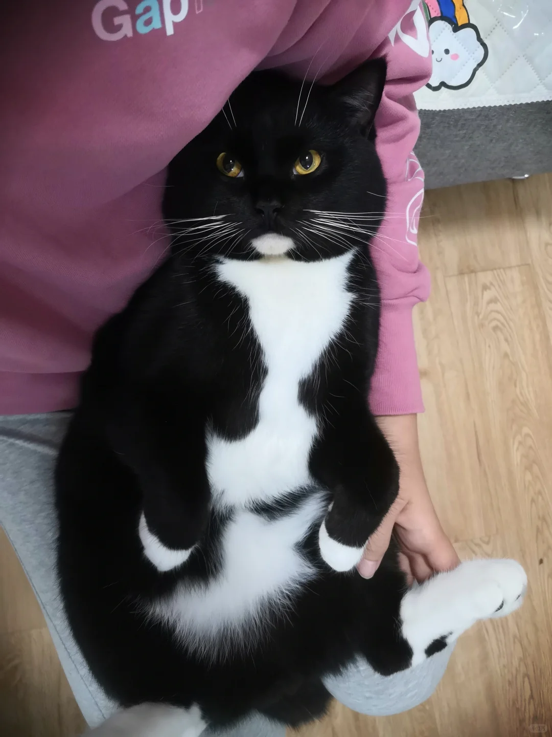 奶牛猫？奶牛猪！