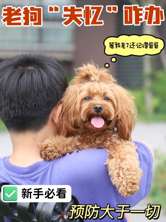 老狗“失忆”怎么办？预防大于一切！