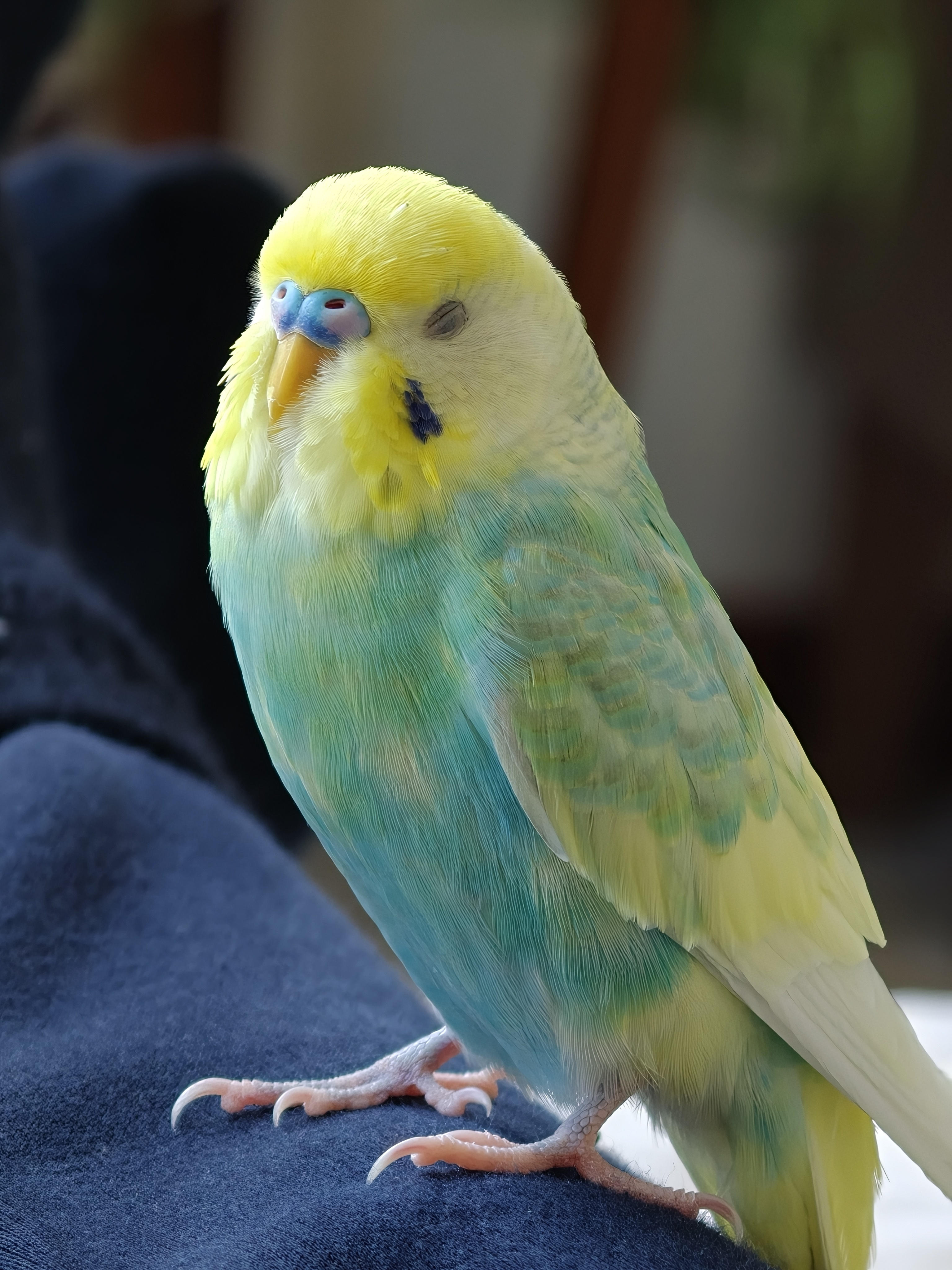 把鹦鹉小蓝和布丁 掉的绒毛攒下来，回头做个羽绒服