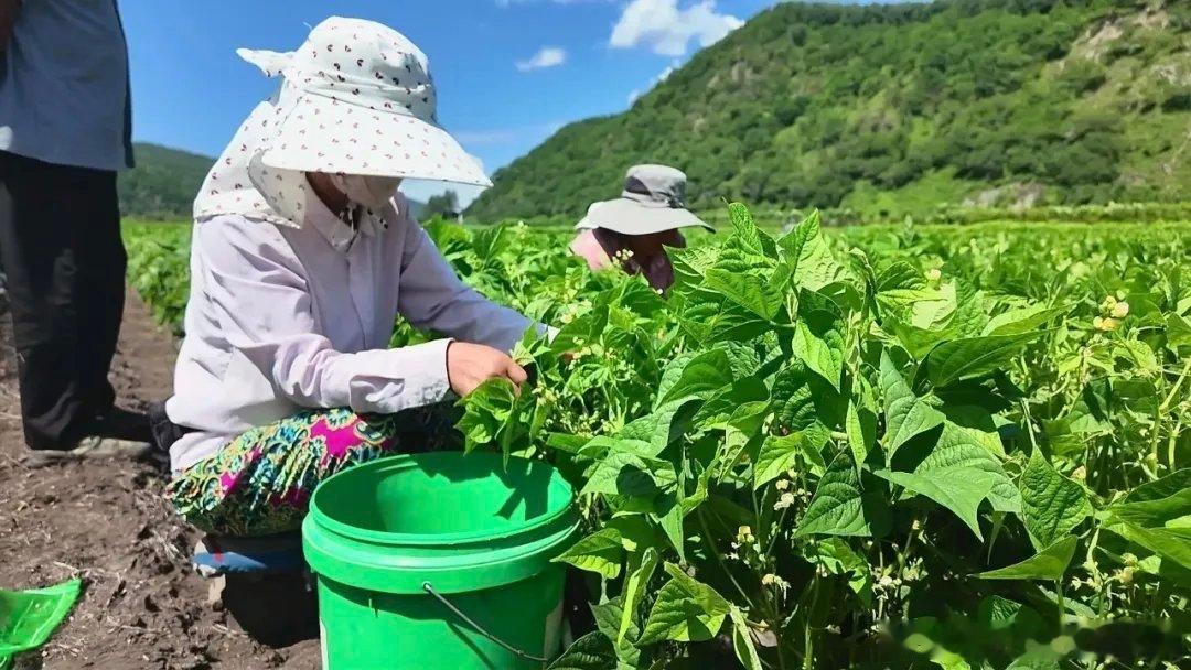 黑龙江网事我的宝藏黑龙江 盛夏时节，龙江森工 八面通局公司苗圃的青刀豆迎来首批集