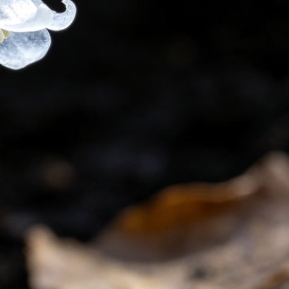 0000水晶兰的种植方法水晶兰无叶绿素，无法自主光合作用，依靠腐殖土共生真菌获取