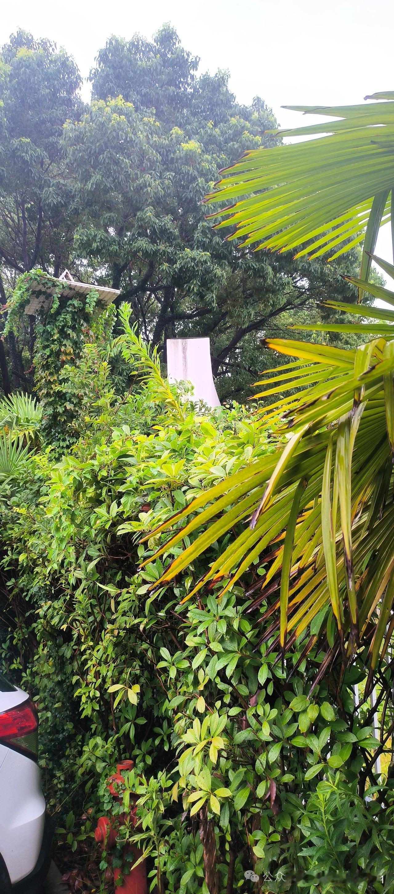 今天又是暴雨连下，下了4个多小时，这次的白海豚台风对江苏的苏南常熟影响还是较大连