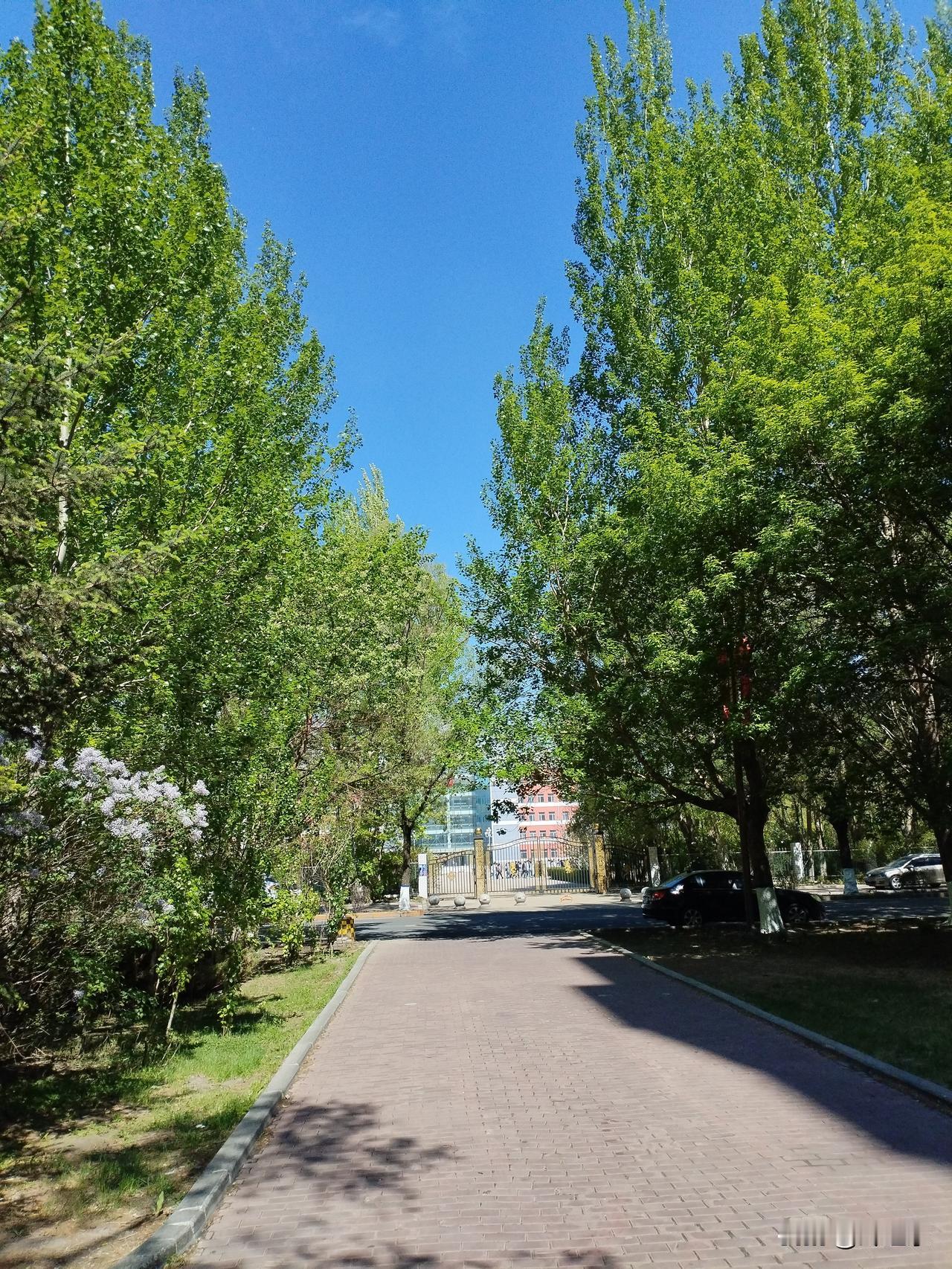 风飘絮
杨柳飘絮拂娇颜，
御风飞行恍若仙。
千山万水天涯去，
请续句……
（浩瀚