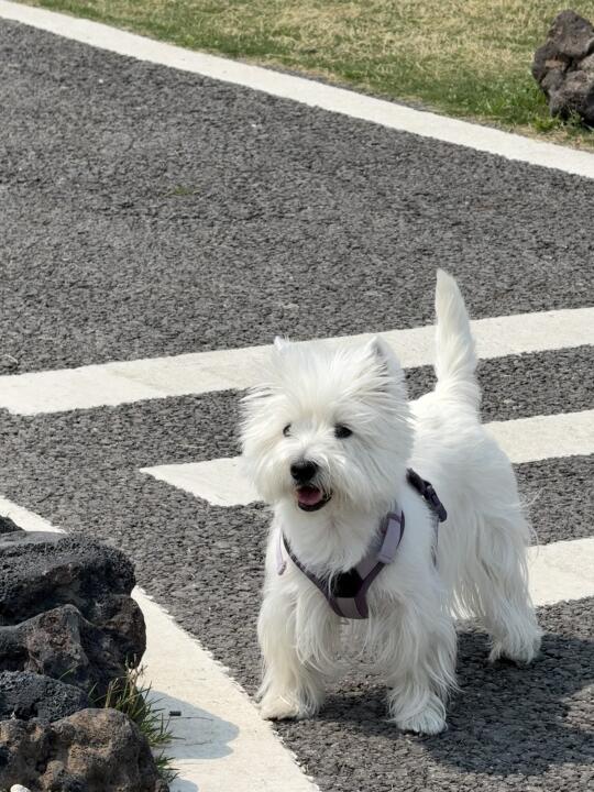 这是我的西高地！让我看看你们的