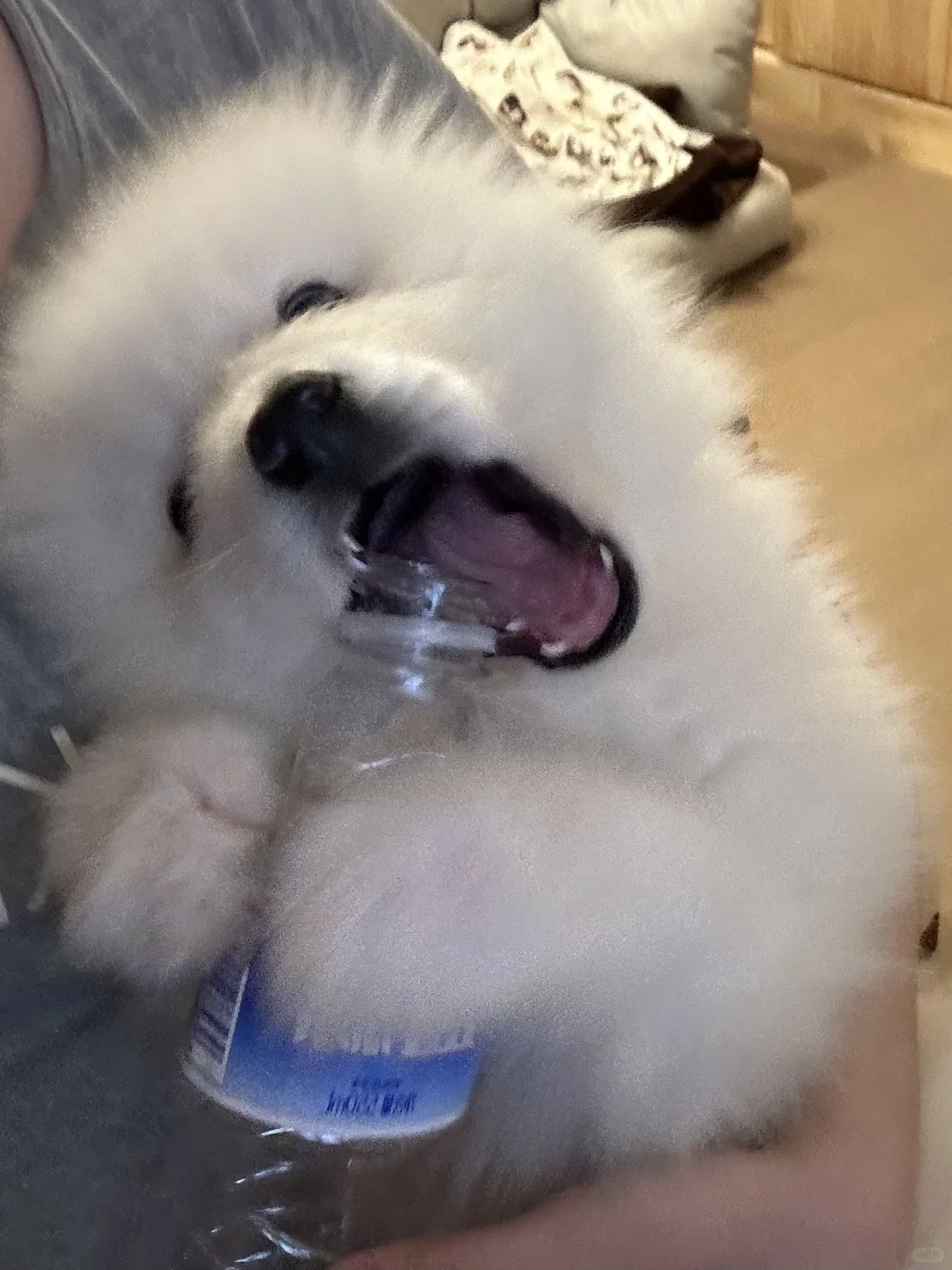 从小就爱喝水的小女狗呀