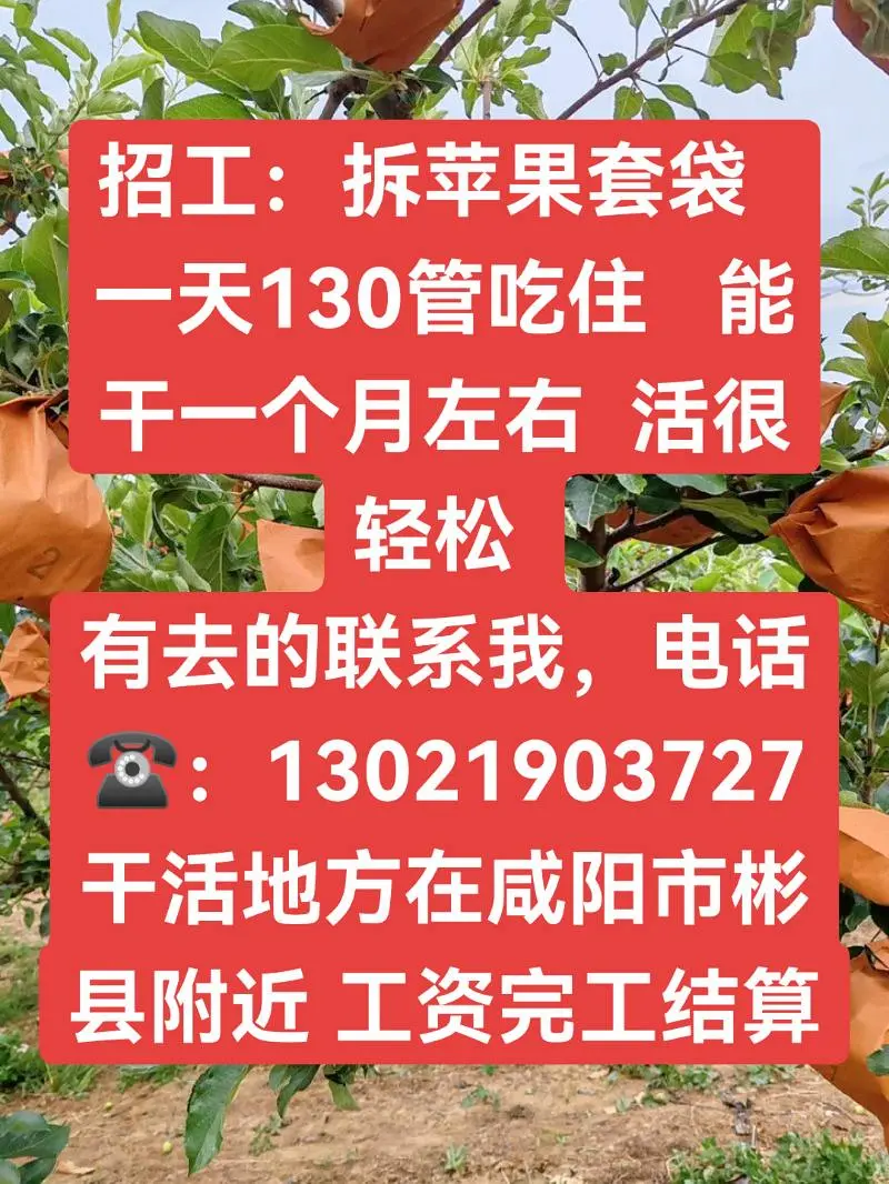 招工人 拆苹果套袋。