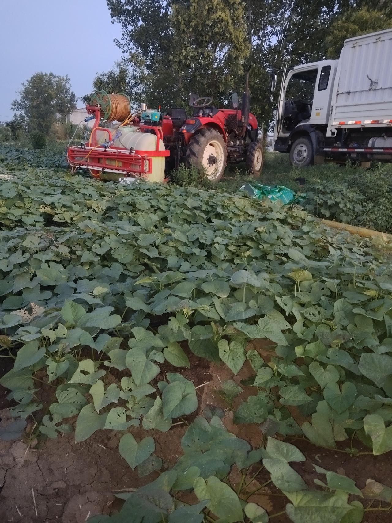 你知道哪里的红薯粉条最好吃吗?咱家的粉条都是咱自己育苗，自己种植，自己加工，自己