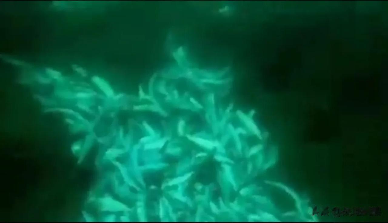 突发消息:⚠️🚨⚠️ 日本向海洋排放核污水，导致大量鱼类死亡！

一位韩国渔业