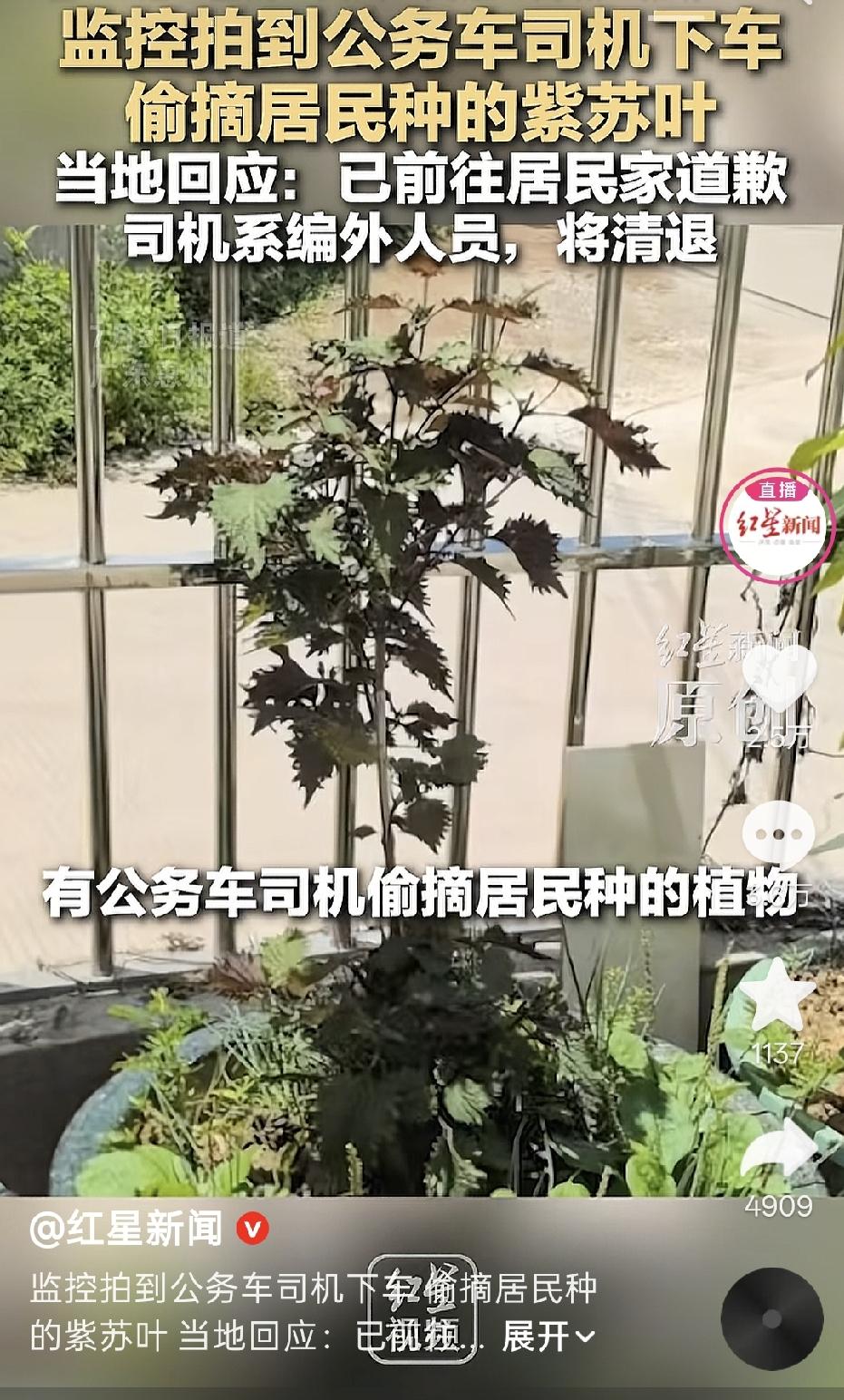 这个司机，要我看也是挺冤的，就摘了几片紫苏叶，就把工作搞没了。

其实这里面，别