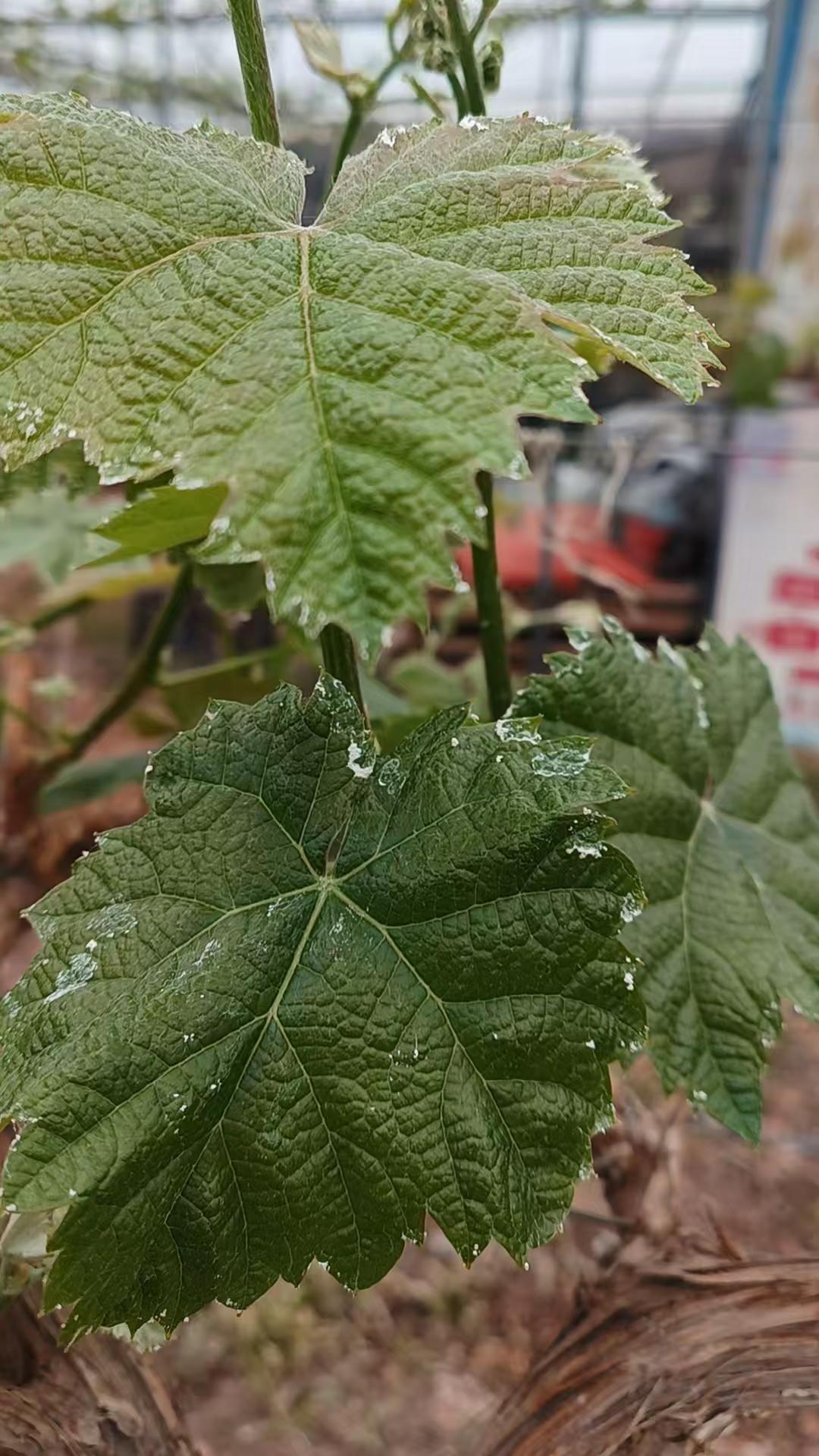叶片吐水。叶片吐水，本质就是赚得钱花不完，是赚的多了还是花的少了？1.如果冬天棚