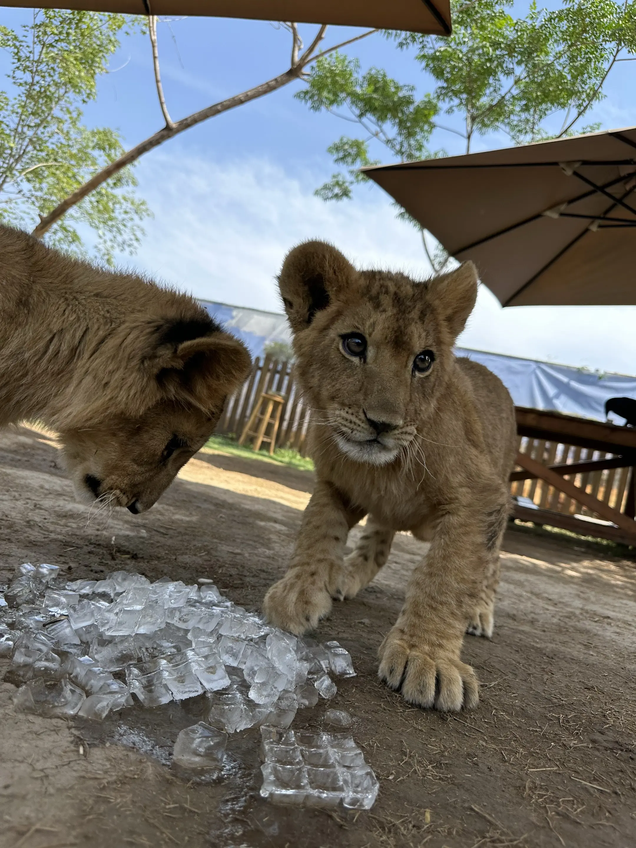 可爱的蜜斯卡。终于要下雨了☔️