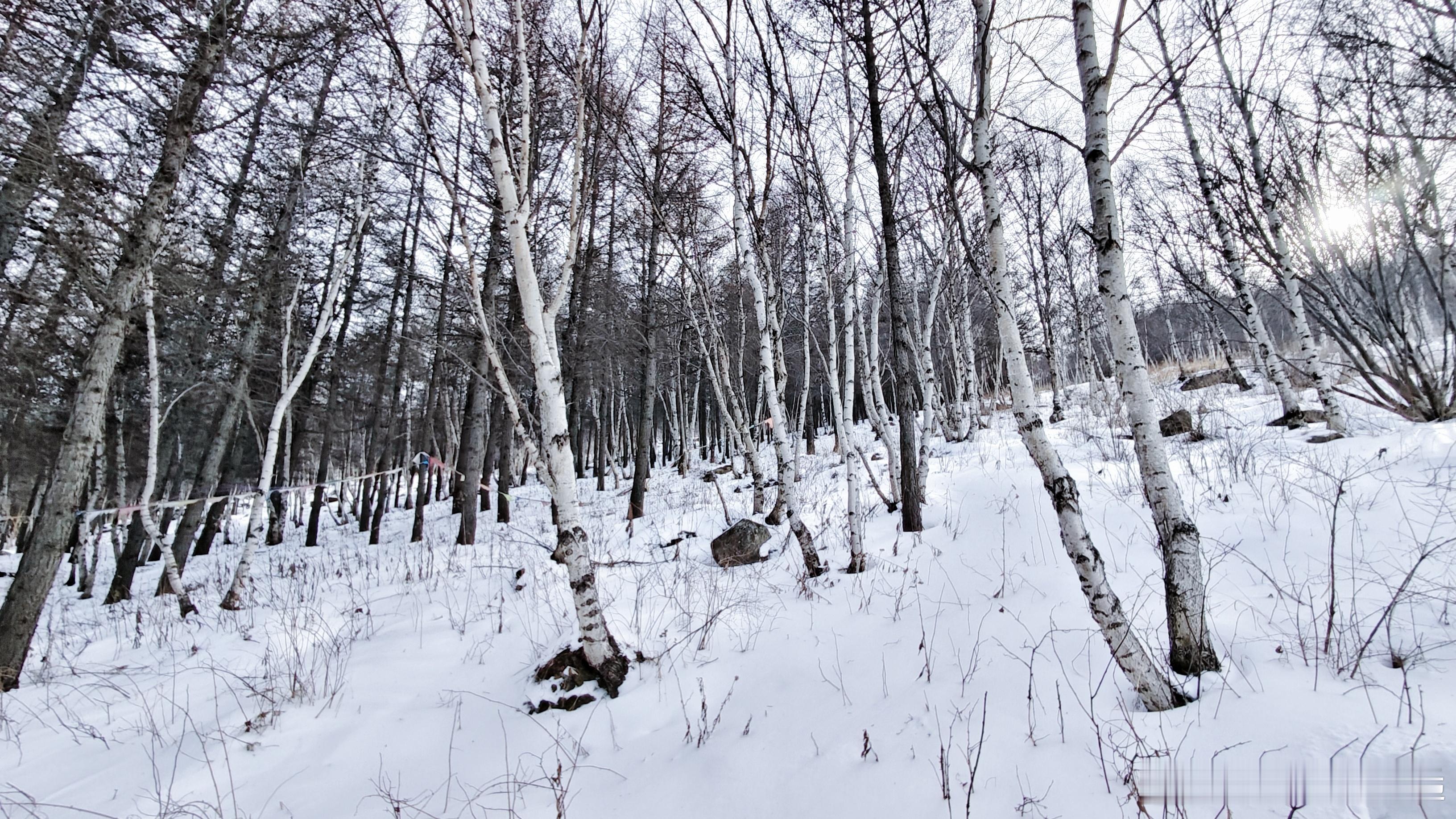 淦了!拍个滑雪无人机掉树林里了，在林子里徒步往山上攀岩赵无人机，运动量严重超标