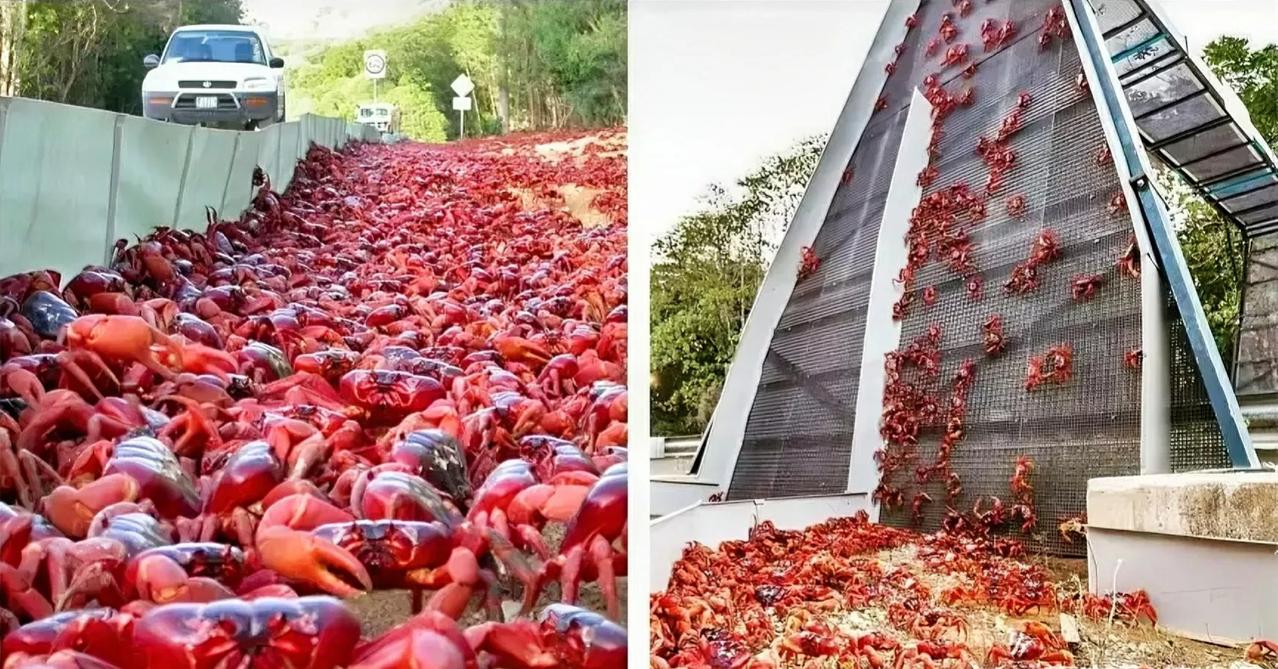 圣诞岛的红蟹迁徙，是地球上最不可思议的自然过程之一。每年，数百万只这样的大蟹都会