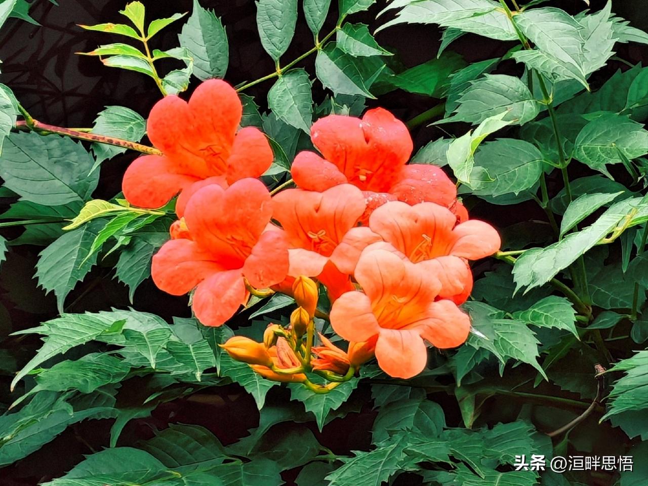 繁花似锦，色彩斑斓，尽在自然之美。