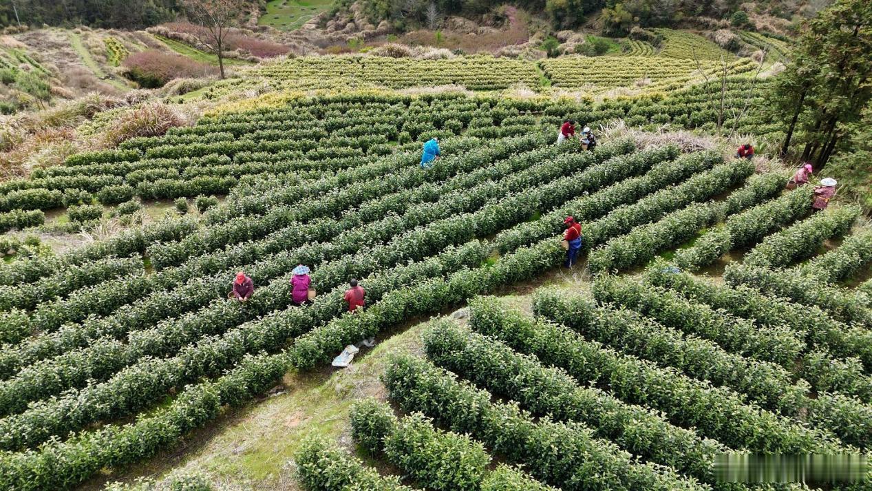 宁波小山村靠一片白茶实现增收致富 宁波奉化大堰镇三兴村曾是贫困村，2001年人均